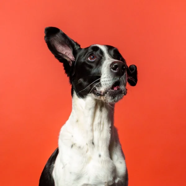 Photo d'un chien qui a le regard vers le haut, a une oreille levée et l'autre baisée, sur fond rouge