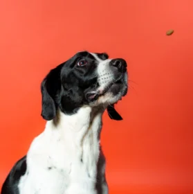 Photo d'un chien qui regarde une croquette arrivée vers lui sur fond rouge