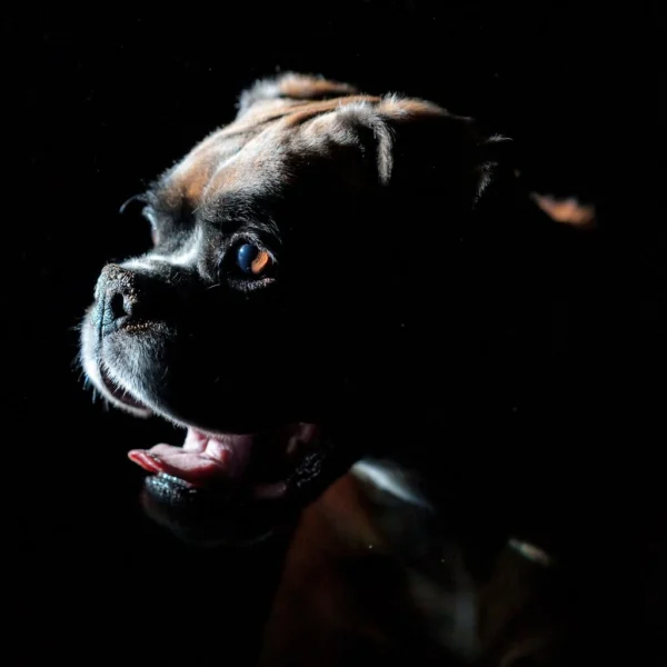 Photo d'un chien qui tourne la tête à gauche avec le côté caché illuminé sur fond sombre
