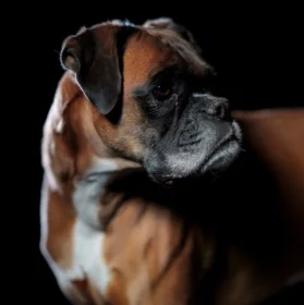 Photo d'un chien qui tourne la tête à droite sur fond sombre