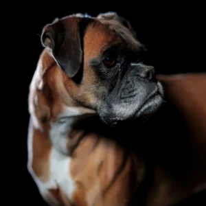 Photo d'un chien qui tourne la tête à droite sur fond sombre