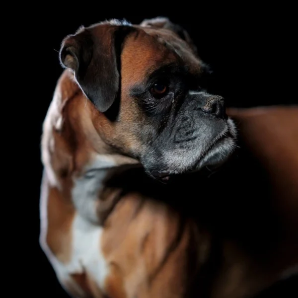 Photo d'un chien qui tourne la tête à droite sur fond sombre