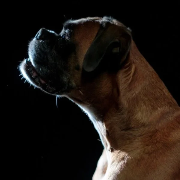 Photo d'un chien tournée vers la gauche comme s'il posait, sur fond sombre