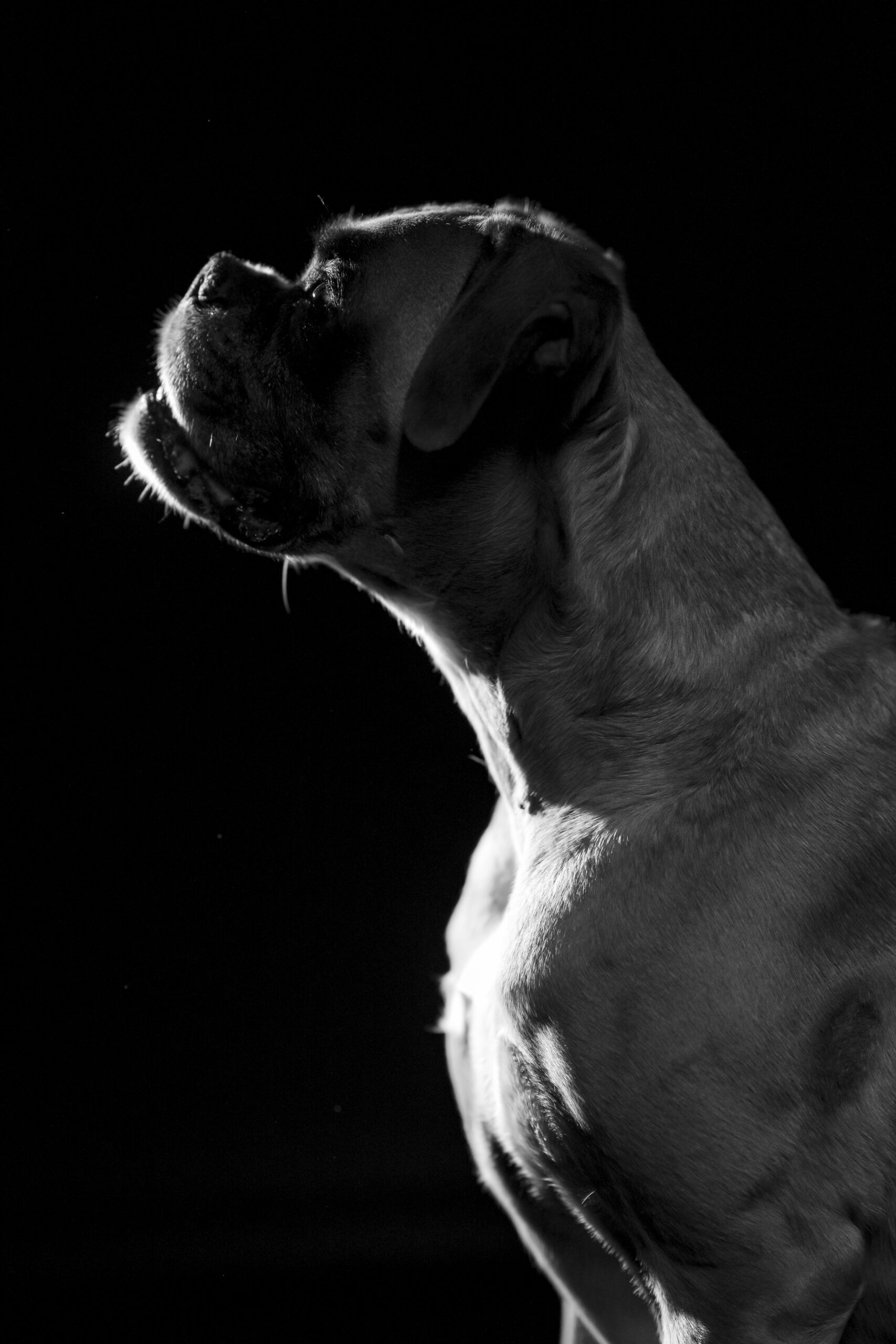 DOG - SIA-20250509-501251