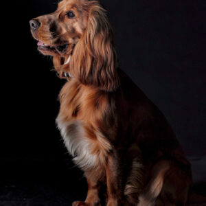 Shooting Photo Animaux de Compagnie