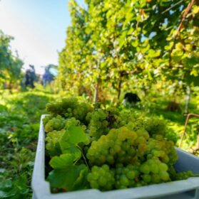 Photo du domaine W avec en 1er plan un bac rempli de raisins fraichement ramassé et en arrières-plans en flou, des viticulteurs entre les vignes