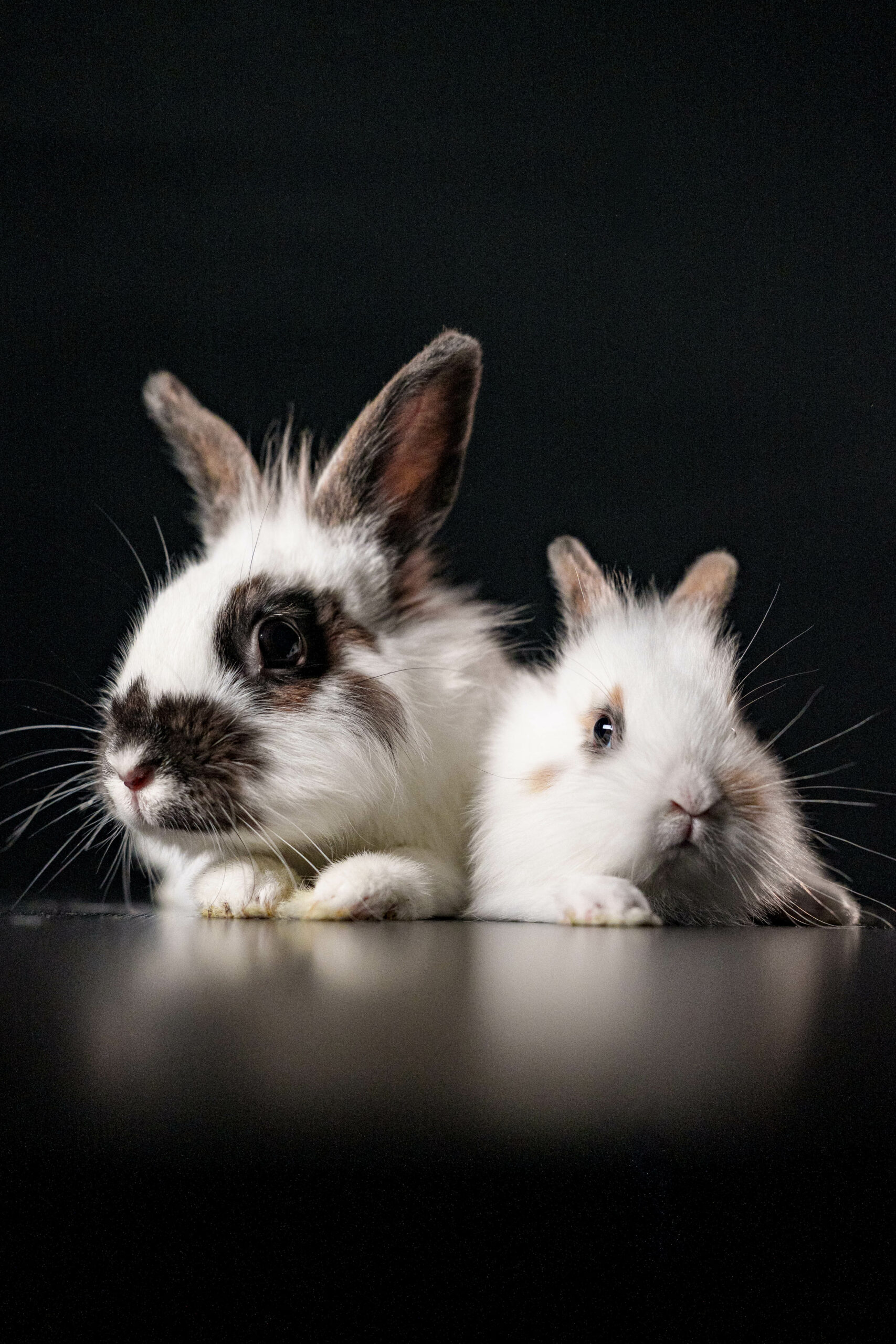 QPICS - PSITTACOFOLIE-20260310-105319-00266