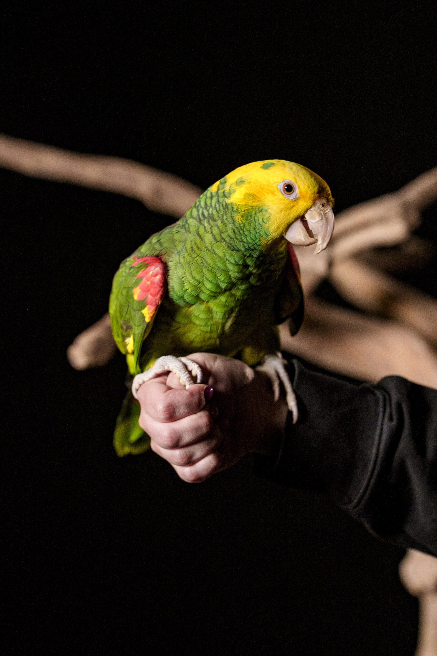 QPICS - PSITTACOFOLIE-20260310-113358-00735