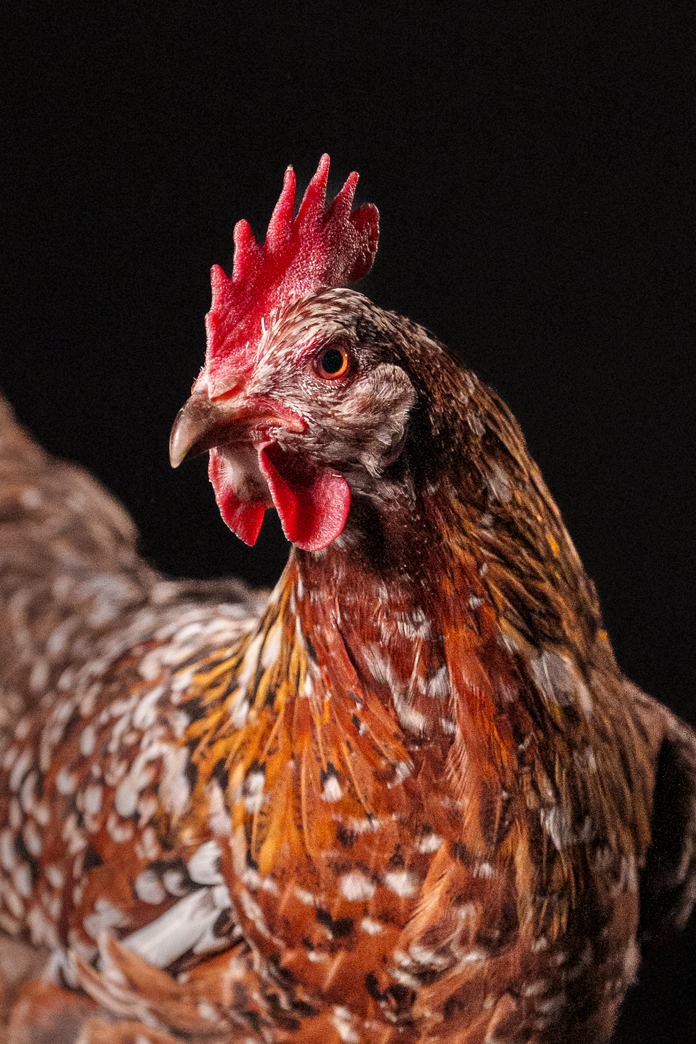 QPICS - PSITTACOFOLIE-20260310-115919-00999