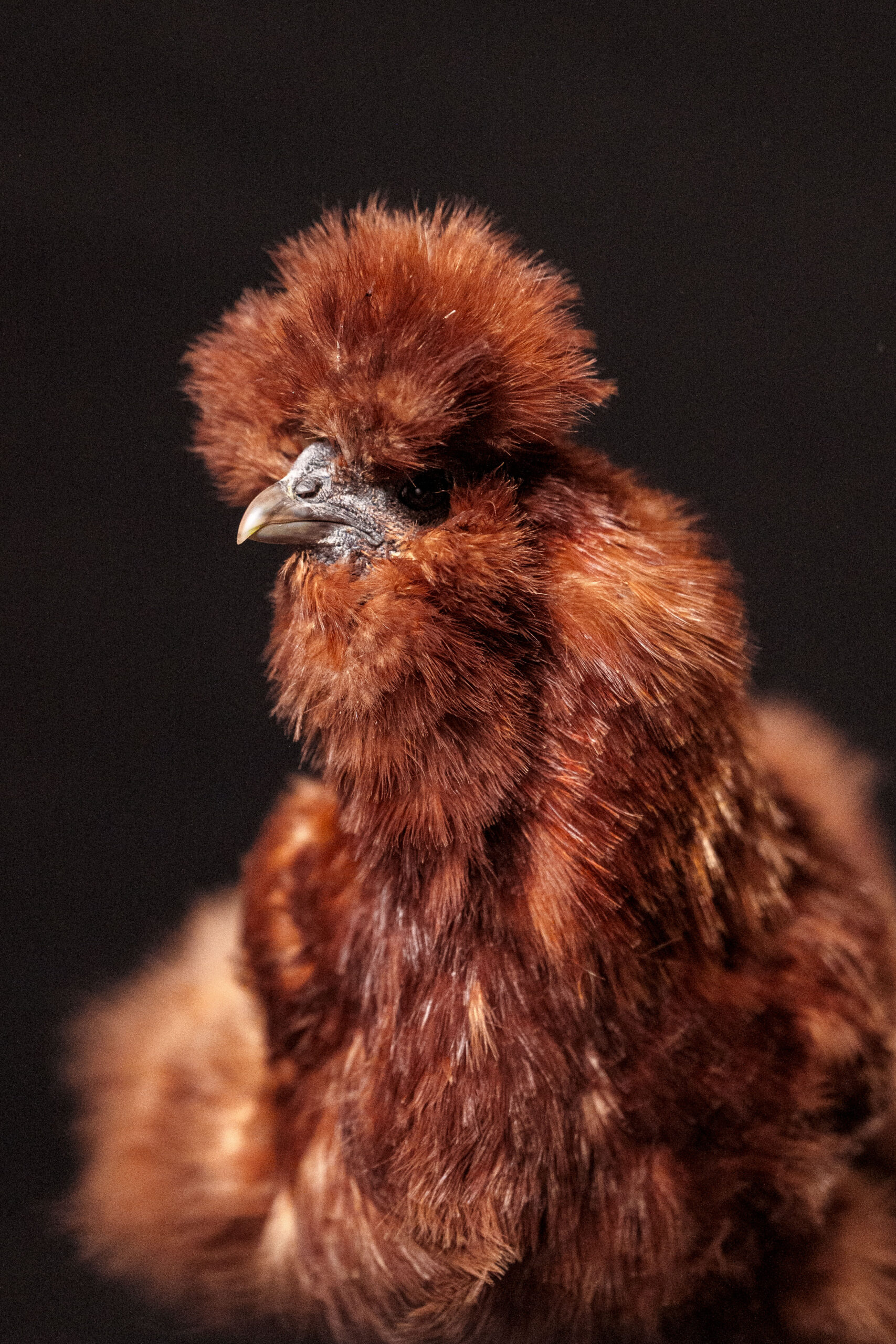 QPICS - PSITTACOFOLIE-20260310-120036-01021