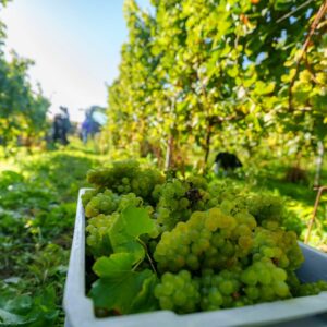 Photo QPICS corporate