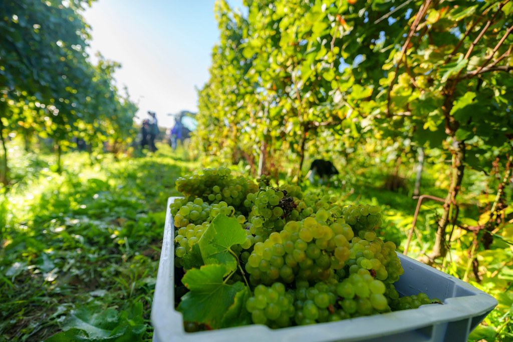 Photo QPICS corporate